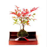 3pcs Creative Moss Ball Flower Pot Planter Bonsai Plant Holder Garden Decor