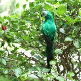 Maxbell 2x Realistic Macaw Parrot Artificial Feather Bird Animal Ornament Toy