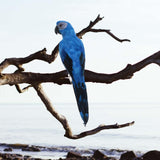 Maxbell Blue & Red Bird Feather Realistic Home Garden Decor Ornament Parrot Bird