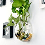 Maxbell 2PCS Wall Hanging Planter Glass Hydroponic Vase Plant Pot Terrarium Ball
