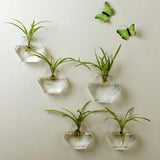 Maxbell 5x Wall Mount Planter Glass Hydroponic Vase Plant Pot Terrarium Hexagon 13cm