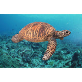 Maxbell Realistic Sea Ocean Animals Figurine Model Home Ornament 8 x 6.5 x 3 cm