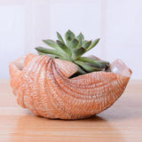 Creative cartoon Vivid Shell succulent plant landscape resin flowerpot - Aladdin Shoppers