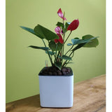 Maxbell 3Sizes Self Watering Planter Pot  for Herbs w/Water Level Indicator White