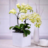 Maxbell 3Sizes Self Watering Planter Pot  for Herbs w/Water Level Indicator White