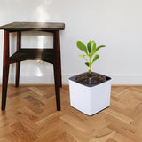 Maxbell 3Sizes Self Watering Planter Pot  for Herbs w/Water Level Indicator White