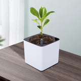 Maxbell 3Sizes Self Watering Planter Pot  for Herbs w/Water Level Indicator White