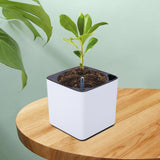 Maxbell 3Sizes Self Watering Planter Pot  for Herbs w/Water Level Indicator White