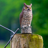 Maxbell 2x Fake Owl Outdoor Pest Bird Squirrels Pest Repellent for Keep Birds Away