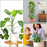 Maxbell Moss Poles for Climbing Plants Plant Sticks Support for Indoor Plants Tomato