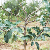 Maxbell Maxbell 25Pcs Fruit Tree Branch Limb Spreader 5.12inch for Gardener Farm Fruit Trees