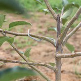 Maxbell Maxbell 50Pcs Fruit Tree Branch Puller Branch Tying for Orange Potted Plants Flowers 8cm