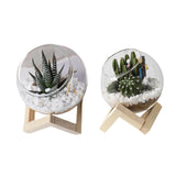 Maxbell Maxbell Glass Plant Pot Floral Ornaments Creative Plant Pot for Outdoor Garden Hotel 10cm