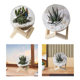 Maxbell Maxbell Glass Plant Pot Floral Ornaments Creative Plant Pot for Outdoor Garden Hotel 10cm