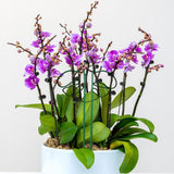 Maxbell Maxbell Monstera Shaped Plant Support Ring Plant Trellis for Backyard Indoor Outdoor