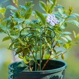 Maxbell Maxbell Monstera Shaped Plant Support Ring Plant Trellis for Backyard Indoor Outdoor