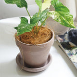 Maxbell 1000G Coconut Fiber Small Animals Comfortable Bedding for Canaries Hedgehogs