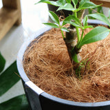 Maxbell 1000G Coconut Fiber Small Animals Comfortable Bedding for Canaries Hedgehogs