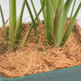 Maxbell 1000G Coconut Fiber Small Animals Comfortable Bedding for Canaries Hedgehogs