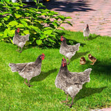 Maxbell Chicken Garden Statue Stake Hen Lawn Ornament Gift Outside Rooster Yard Arts Style A