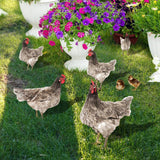 Maxbell Chicken Garden Statue Stake Hen Lawn Ornament Gift Outside Rooster Yard Arts Style A