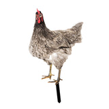 Maxbell Chicken Garden Statue Stake Hen Lawn Ornament Gift Outside Rooster Yard Arts Style A