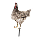 Maxbell Chicken Garden Statue Stake Hen Lawn Ornament Gift Outside Rooster Yard Arts Style A