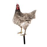 Maxbell Chicken Garden Statue Stake Hen Lawn Ornament Gift Outside Rooster Yard Arts Style A