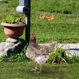 Maxbell Chicken Garden Statue Stake Hen Lawn Ornament Gift Outside Rooster Yard Arts Style A