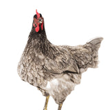 Maxbell Chicken Garden Statue Stake Hen Lawn Ornament Gift Outside Rooster Yard Arts Style A