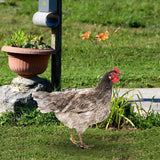 Maxbell Chicken Garden Statue Stake Hen Lawn Ornament Gift Outside Rooster Yard Arts Style B