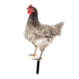 Maxbell Chicken Garden Statue Stake Hen Lawn Ornament Gift Outside Rooster Yard Arts Style C