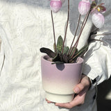 Maxbell Pottery Planter with Drainage Hole Plant Pot for Desktop Outdoor Indoor Yard 12cm