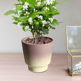 Maxbell Pottery Planter with Drainage Hole Plant Pot for Desktop Outdoor Indoor Yard 12cm