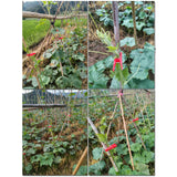 Maxbell 100x Plant Support Clips Plants Stem Clamp for Tomato Loofahs Trellis Fruits Flat Type S