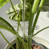 Maxbell Plant Support Stake Plant Stem Support Stick for Garden Courtyard Vegetables S