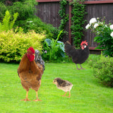 Maxbell 3x Chicken Statue Stakes Lifelike Chicken Statue for Home Backyard Farmhouse
