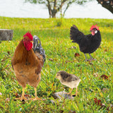 Maxbell 3x Chicken Statue Stakes Lifelike Chicken Statue for Home Backyard Farmhouse