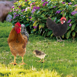 Maxbell 3x Chicken Statue Stakes Lifelike Chicken Statue for Home Backyard Farmhouse