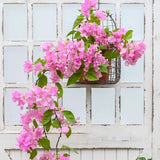 Maxbell Wall Hanging Basket Wall Planters for Indoor Plants for Bedroom Home Balcony S