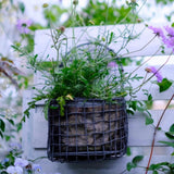 Maxbell Wall Hanging Basket Wall Planters for Indoor Plants for Bedroom Home Balcony S
