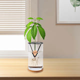 Maxbell Avocado Tree Growing Kit Gardening Lovers Gift Avocado Starter Vase for Home