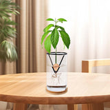 Maxbell Avocado Tree Growing Kit Gardening Lovers Gift Avocado Starter Vase for Home