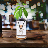 Maxbell Avocado Tree Growing Kit Gardening Lovers Gift Avocado Starter Vase for Home
