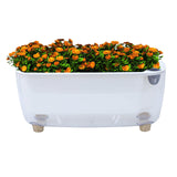 Maxbell Self Watering Flower Planter Clear Plant Pot for Outdoor Indoor Desk Balcony