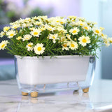 Maxbell Self Watering Flower Planter Clear Plant Pot for Outdoor Indoor Desk Balcony