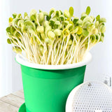 Maxbell Seed Sprouter Tray Versatile Hydroponic Peanut Sprout Box for Pea Wheatgrass S