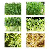 Maxbell Seed Sprouter Tray Versatile Hydroponic Peanut Sprout Box for Pea Wheatgrass S