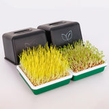 Maxbell Sprout Tray with Lid Multifunctional PP Planting Pot for Kitchen Home Indoor bean sprouts plate