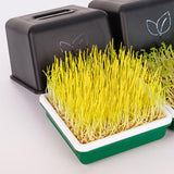 Maxbell Sprout Tray with Lid Multifunctional PP Planting Pot for Kitchen Home Indoor bean sprouts plate